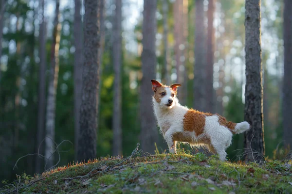 Hund Wald Jack Russell Terrier Steht Und Schaut Sich Haustierspaziergang — Stockfoto