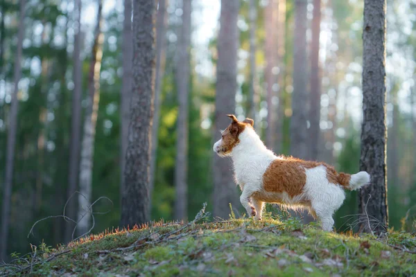 Hond Het Bos Jack Russell Terrier Staat Kijkt Rond Huisdierwandeling — Stockfoto