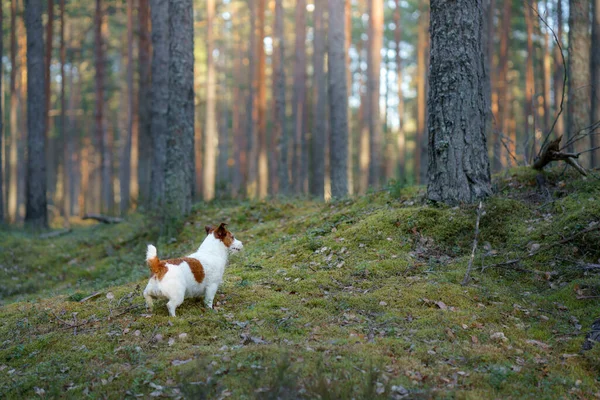 Pes Lese Jack Russell Terrier Stojí Rozhlíží Pet Walk Nature — Stock fotografie