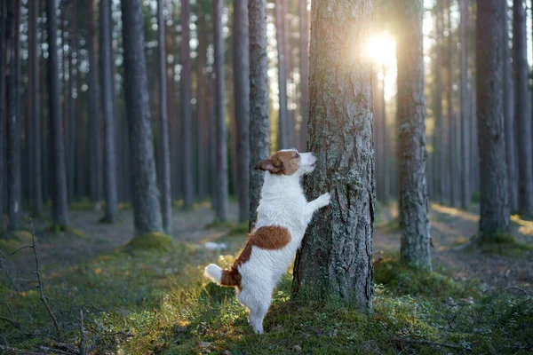 Pies Lesie Jack Russell Terrier Położył Łapy Drzewie Pet Walk — Zdjęcie stockowe