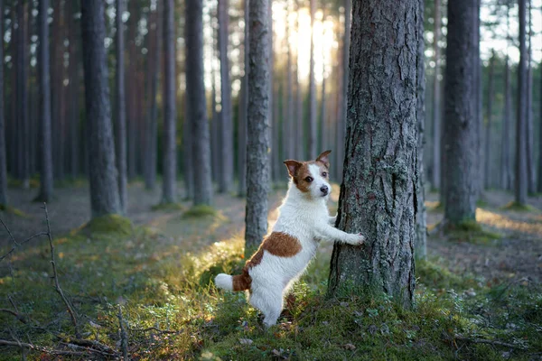 森の中の犬 ジャック ラッセル テリアは木の上に芝を敷いた 自然の中でペットウォーク — ストック写真