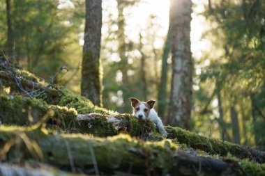 Ormandaki köpek. Jack Russell Terrier patilerini kütüğün üzerine koydu. - Evet. Doğada hayvan yürüyüşü