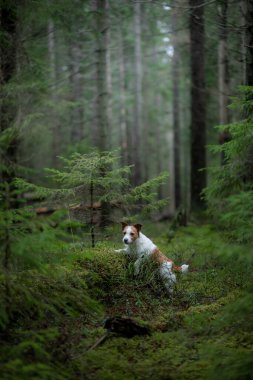 Yeşil ormandaki köpek. Jack Russell Terrier ağaçların arasında doğada. Yazın bir evcil hayvanla yürü.