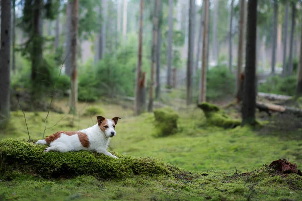 Pies Zielonym Lesie Jack Russell Terrier Wśród Drzew Spacer Zwierzątkiem — Zdjęcie stockowe