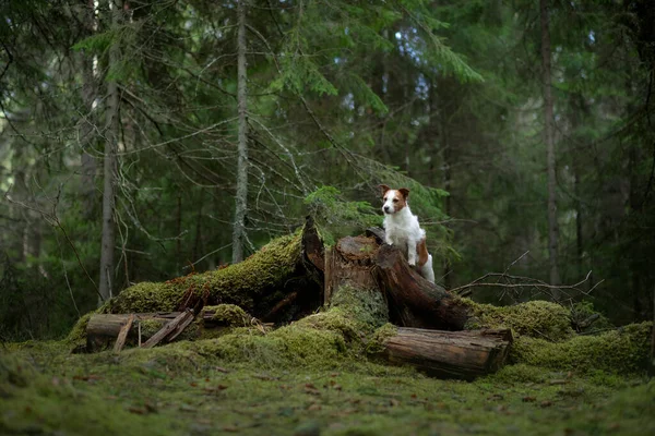緑の森の犬 ジャック ラッセル テリア自然界の木々の間 夏にペットと一緒に歩く — ストック写真