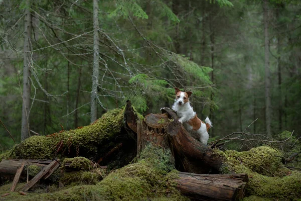 Yeşil Ormandaki Köpek Jack Russell Terrier Ağaçların Arasında Doğada Yazın — Stok fotoğraf