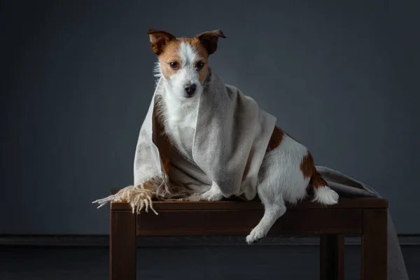 Cane Sciarpa Animale Nascosto Jack Russell Terrier Con Panno Caldo — Foto Stock