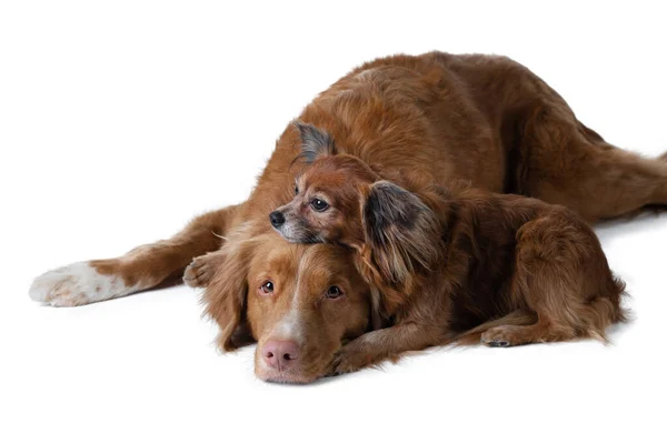 Két Vörös Kutya Együtt Nagyok Kicsik Skócia Kacsa Tolling Retriever — Stock Fotó