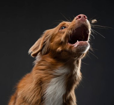 Köpek bir parça yiyecek yakaladı. Komik ağızlıklı Nova Scotia Duck Tolling Retriever. Geniş açı. Siyah üzerine evcil hayvan