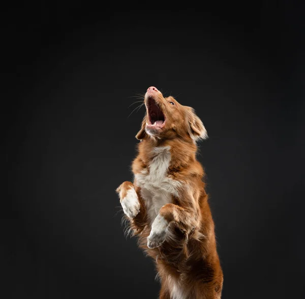 Pies Łapie Kawałek Jedzenia Zabawny Kaganiec Nova Scotia Duck Tolling — Zdjęcie stockowe