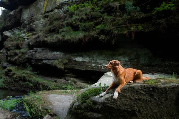 Perro Rojo Sobre Una Piedra Junto Río Nova Scotia Duck — Foto de Stock