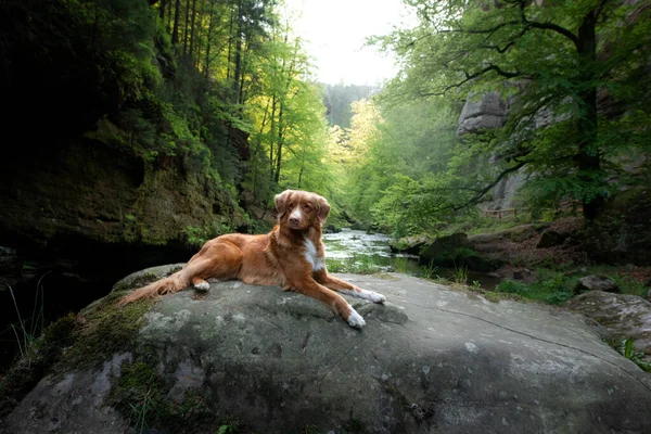 Röd Hund Sten Vid Floden Nova Scotia Duck Tolling Retriever — Stockfoto