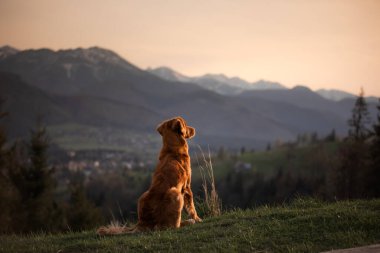 Bir köpekle yürüyüş. Nova Scotia Duck Tolling Retriever dağlarda. bir manzaradaki evcil hayvan