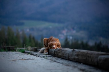Bir köpekle yürüyüş. Nova Scotia Duck Tolling Retriever dağlarda. bir manzaradaki evcil hayvan