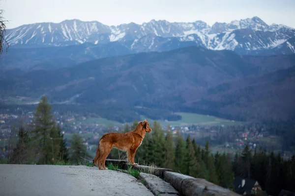 hiking with a dog. Nova Scotia Duck Tolling Retriever in the mountains. pet on a landscape