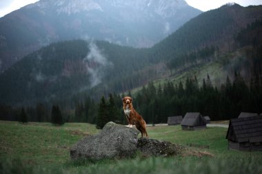 Dağlardaki ıslak köpek. Nova Scotia Duck Tolling Retriever yürüyüşü, seyahat, kamp, vadi. bir manzaradaki evcil hayvan