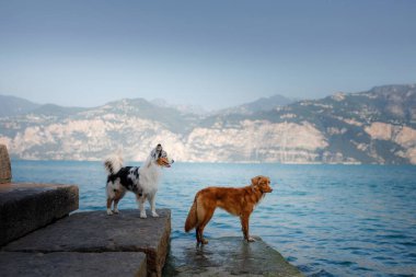 İki köpek suyun yanında duruyor. Dağ Gölü. Bir evcil hayvanla manzara