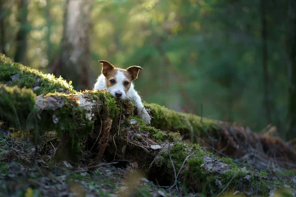 Ormandaki köpek. Jack Russell Terrier . Doğada iz sürmek. Sakin ol. — Stok fotoğraf