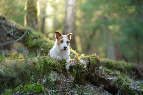 Ormandaki köpek. Jack Russell Terrier . Doğada iz sürmek. Sakin ol. — Stok fotoğraf