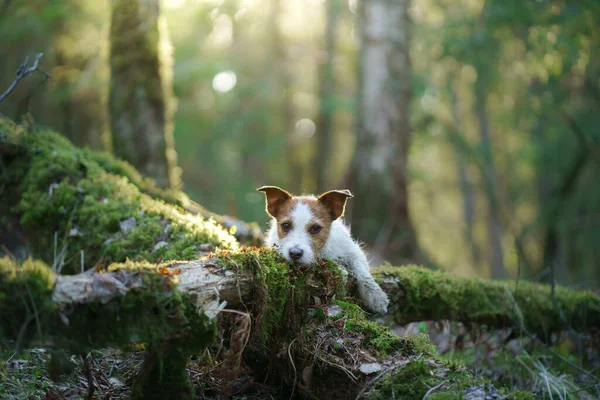Pies w lesie. Jestem Jack Russell Terrier. Śledzenie w naturze. Odpręż się. — Zdjęcie stockowe