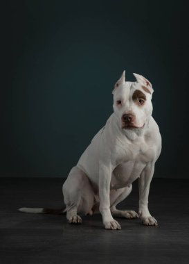 Karanlık bir arka planda bir köpeğin portresi. Amerikan pitbull teriyeri. Siyah üzerine güzel bir hayvan