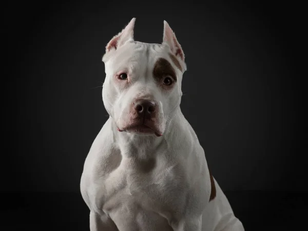 Egy sötét hátterű kutya portréja. Amerikai pitbull terrier. Gyönyörű kisállat a fekete — Stock Fotó