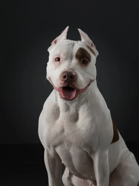 Retrato de un perro sobre un fondo oscuro. Pit bull terrier americano. Hermosa mascota en negro — Foto de Stock
