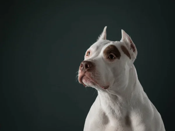 Portrait d'un chien sur fond sombre. Un pit-bull terrier américain. Bel animal de compagnie sur noir — Photo