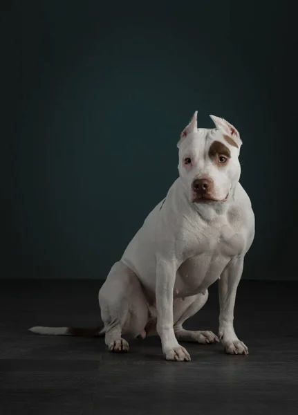 Retrato de um cão em um fundo escuro. Terrier americano pit bull. Belo animal de estimação em preto — Fotografia de Stock