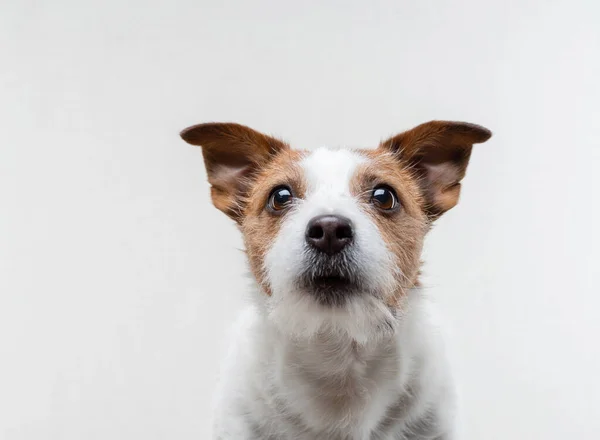 Słodka buzia psa. Zabawny Jack Russell Terrier na jasnym tle. Pet na białym — Zdjęcie stockowe