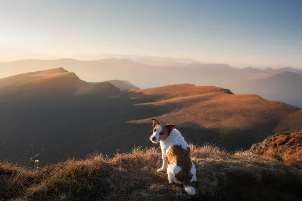 Dog in the mountains. little jack russell on peak of rocks at sunset. . Hiking with a pet — Stock Photo, Image