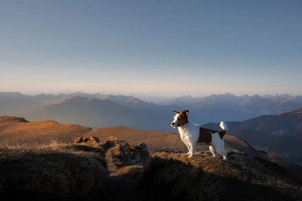 Dog in the mountains. little jack russell on peak of rocks at sunset. . Hiking with a pet — Stock Photo, Image