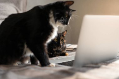 Kedi dizüstü bilgisayarın önünde yatıyor ve ekrana bakıyor, ve ikinci kedi onun yanında oturuyor, ekrandaki bir şeye yakından bakıyor. Uzaktan çalışma ve çevrimiçi öğrenme kavramı.