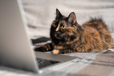 Kedi yatakta yatıyor ve dizüstü bilgisayar ekranına bakıyor. Uzaktan çalışma ve çevrimiçi öğrenme kavramı.