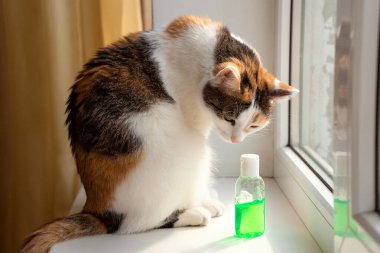Kedi pencere pervazına oturur ve dezenfektanı koklar. Kişisel hijyen ve enfeksiyon önleme kavramı