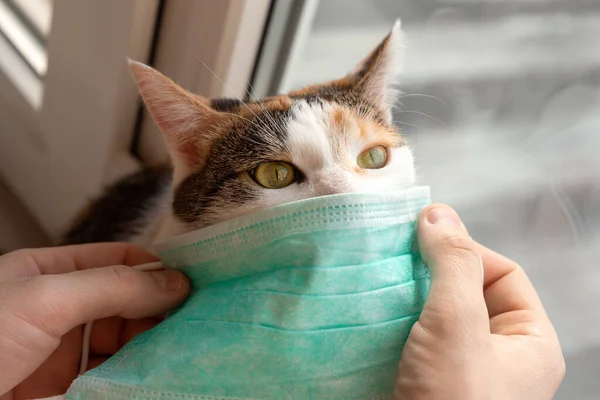 Mãos Masculinas Colocam Uma Máscara Médica Gato Conceito Proteção Contra — Fotografia de Stock