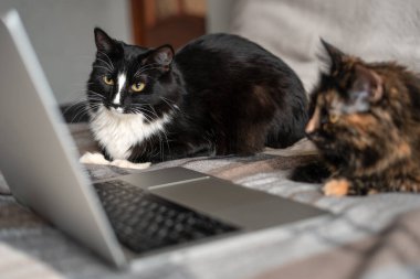 İki kedi dizüstü bilgisayarın önünde yatar ve ekrana bakar. Uzaktan çalışma ve çevrimiçi öğrenme kavramı. Aile filmi çevrimiçi bir sinemada gösteriliyor..