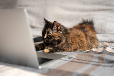 Kedi yatakta yatıyor ve dizüstü bilgisayar ekranına bakıyor. Uzaktan çalışma ve çevrimiçi öğrenme kavramı.