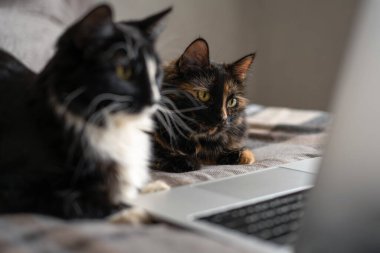 İki kedi dizüstü bilgisayarın önünde yatar ve ekrana bakar. Uzaktan çalışma ve çevrimiçi öğrenme kavramı. Aile filmi çevrimiçi bir sinemada gösteriliyor..