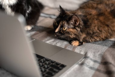 Kedi dizüstü bilgisayarın önünde yatar ve ekrana bakar ve ikinci kedi onun yanına oturur. Uzaktan çalışma ve çevrimiçi öğrenme kavramı.