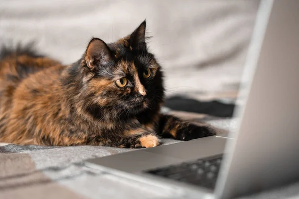 Kedi yatakta yatıyor ve dizüstü bilgisayar ekranına bakıyor. Uzaktan çalışma ve çevrimiçi öğrenme kavramı.