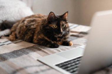 Kedi yatakta yatıyor ve dizüstü bilgisayar ekranına bakıyor. Uzaktan çalışma ve çevrimiçi öğrenme kavramı.