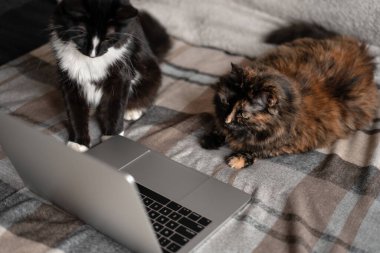 Kedi dizüstü bilgisayarın önünde yatar ve ekrana bakar, ve ikinci kedi onun yanına oturur ve aynı zamanda ekrana bakar. Uzaktan çalışma ve çevrimiçi öğrenme kavramı.