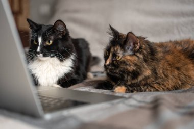 İki kedi dizüstü bilgisayarın önünde yatar ve ekrana bakar. Uzaktan çalışma ve çevrimiçi öğrenme kavramı. Aile filmi çevrimiçi bir sinemada gösteriliyor..
