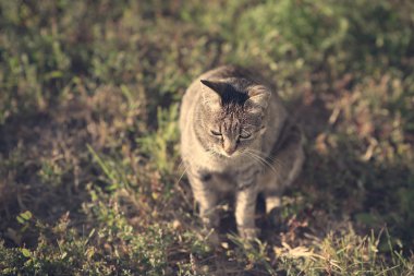 Bir kedinin Vintage Fotoğraf