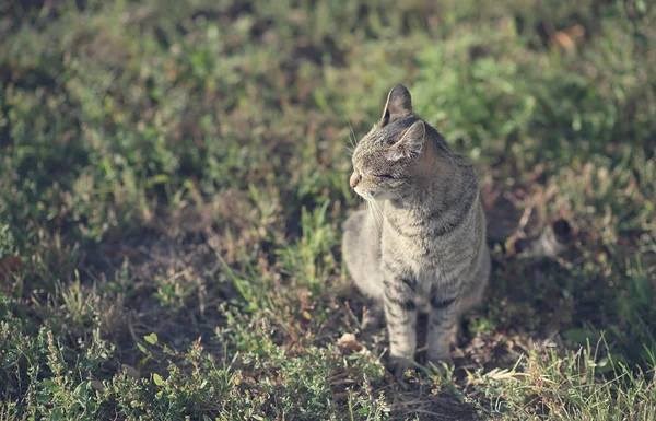 Винтажное фото кота — стоковое фото