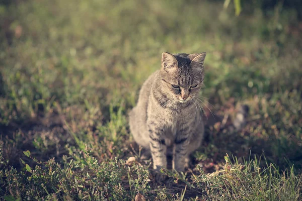 Vintage foto av en katt — Stockfoto