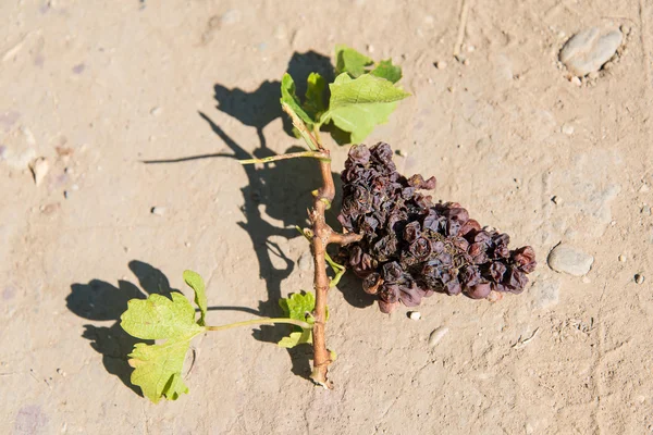 Granchio d'uva marcio — Foto Stock
