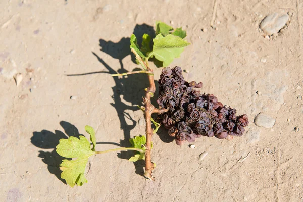 Rotten bunch of grapes — Stock Photo, Image