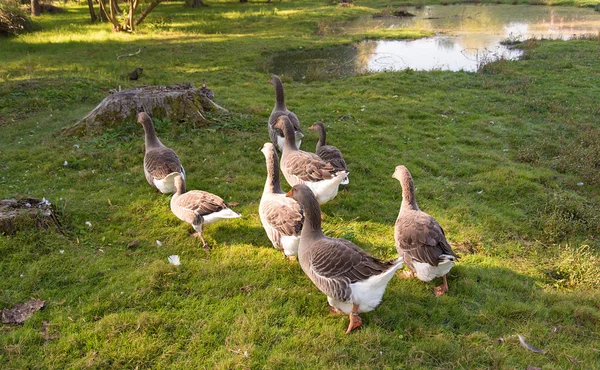 Geese live in the farm — Stock Photo, Image